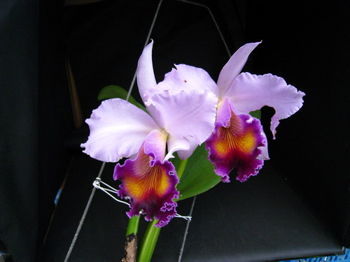 按此在新視窗瀏覽圖片