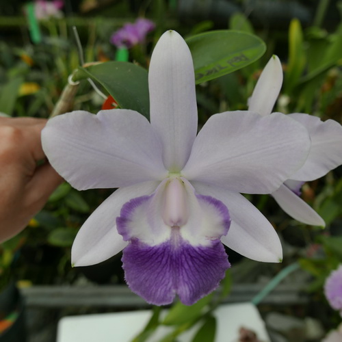 按此在新視窗瀏覽圖片