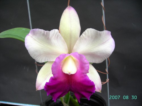 按此在新視窗瀏覽圖片