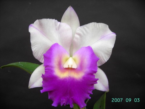 按此在新視窗瀏覽圖片