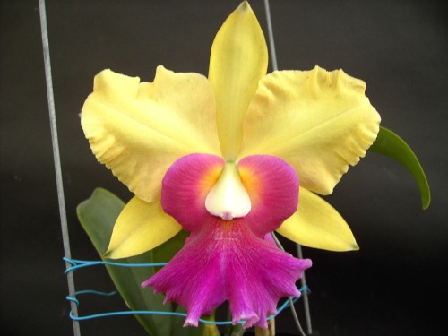 按此在新視窗瀏覽圖片