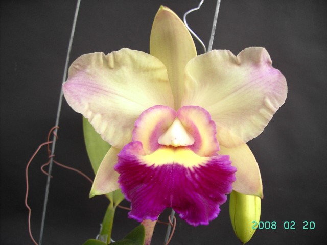 按此在新視窗瀏覽圖片