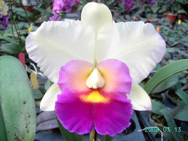 按此在新視窗瀏覽圖片