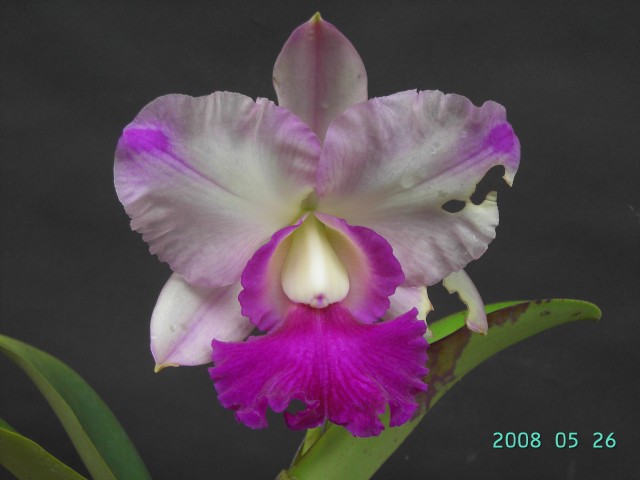 按此在新視窗瀏覽圖片