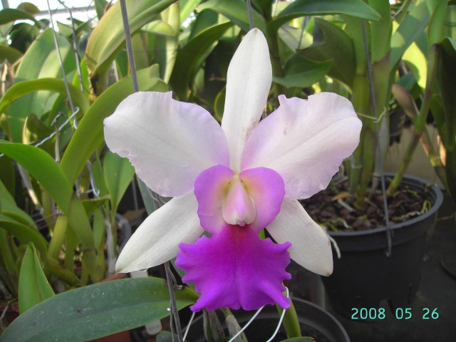 按此在新視窗瀏覽圖片