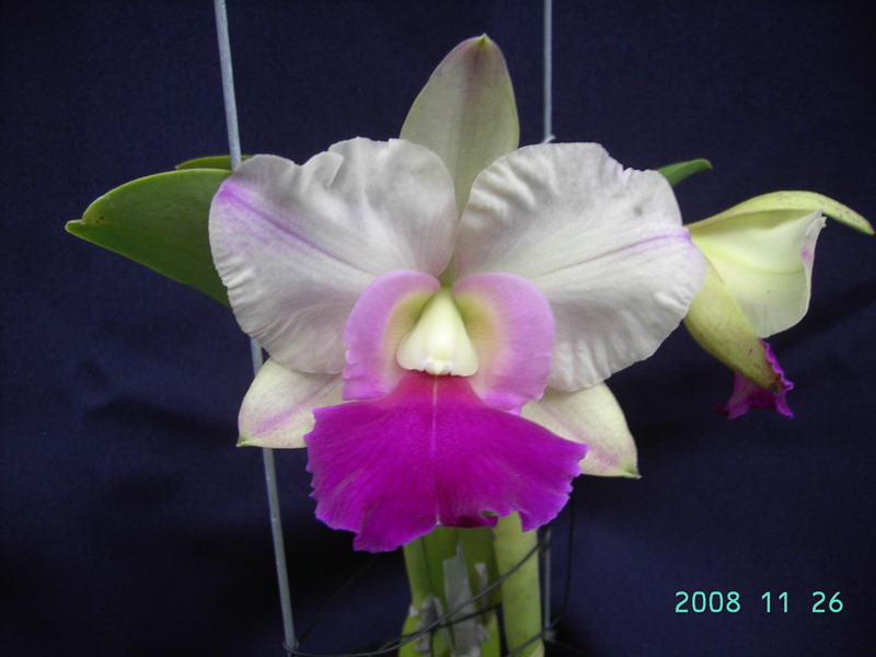 按此在新視窗瀏覽圖片