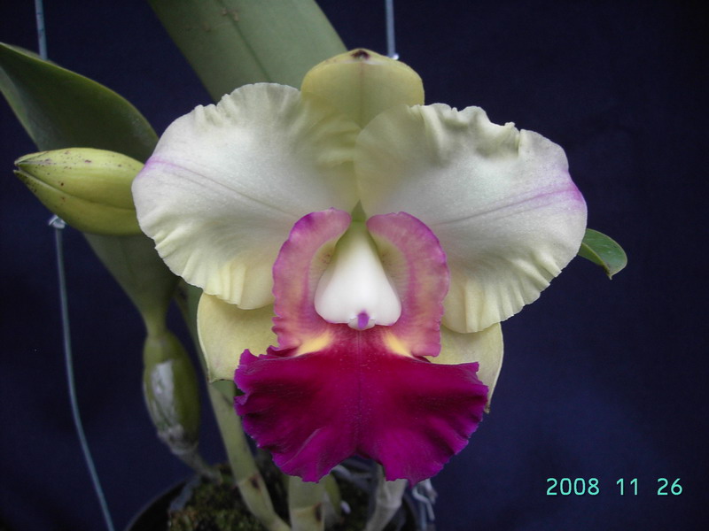 按此在新視窗瀏覽圖片