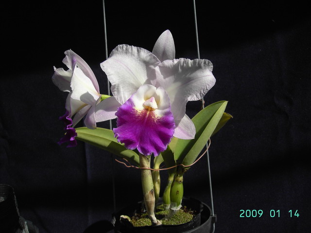 按此在新視窗瀏覽圖片