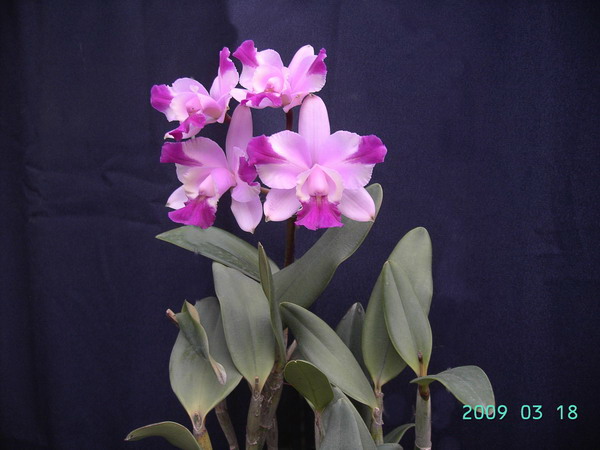 按此在新視窗瀏覽圖片