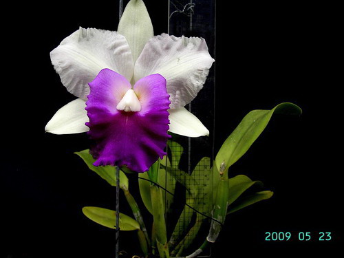 按此在新視窗瀏覽圖片