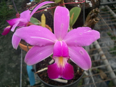 «ö¦¹¦b·sµøµ¡ÂsÄý¹Ï¤ù