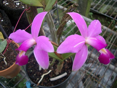 «ö¦¹¦b·sµøµ¡ÂsÄý¹Ï¤ù