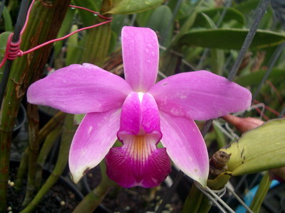 «ö¦¹¦b·sµøµ¡ÂsÄý¹Ï¤ù