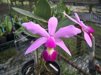 «ö¦¹¦b·sµøµ¡ÂsÄý¹Ï¤ù