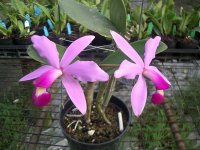 «ö¦¹¦b·sµøµ¡ÂsÄý¹Ï¤ù