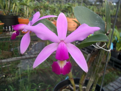 «ö¦¹¦b·sµøµ¡ÂsÄý¹Ï¤ù