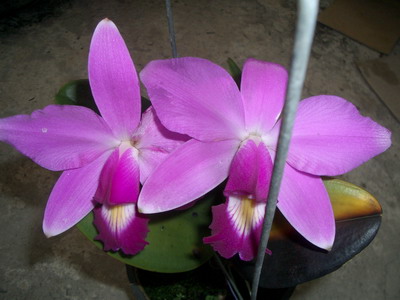 «ö¦¹¦b·sµøµ¡ÂsÄý¹Ï¤ù