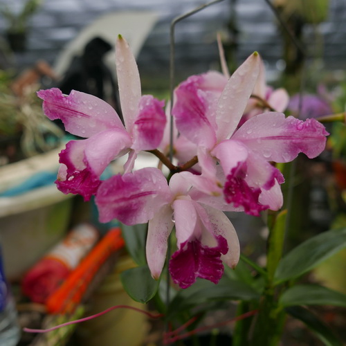 按此在新視窗瀏覽圖片