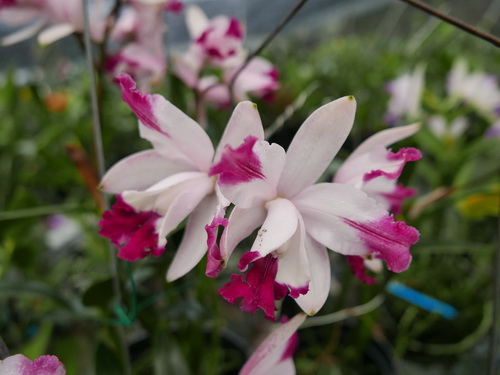 按此在新視窗瀏覽圖片