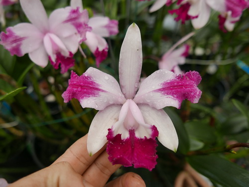 按此在新視窗瀏覽圖片