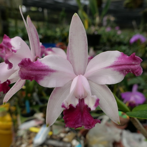 按此在新視窗瀏覽圖片