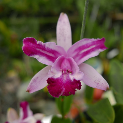 按此在新視窗瀏覽圖片