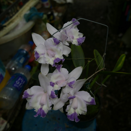 按此在新視窗瀏覽圖片