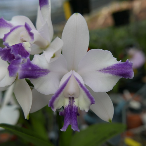 按此在新視窗瀏覽圖片