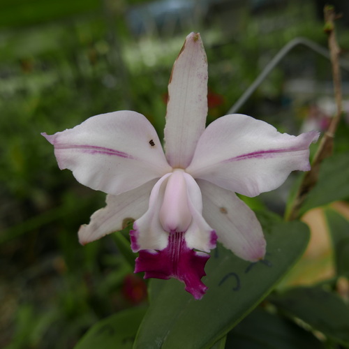 按此在新視窗瀏覽圖片