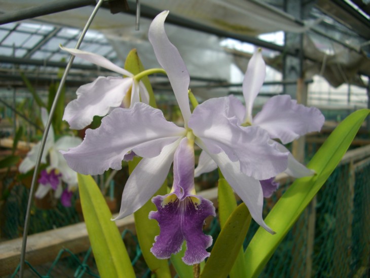 按此在新視窗瀏覽圖片