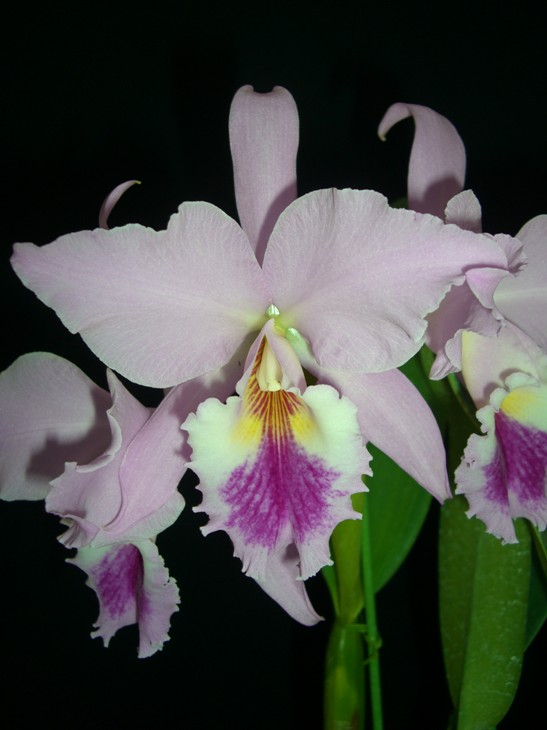 按此在新視窗瀏覽圖片