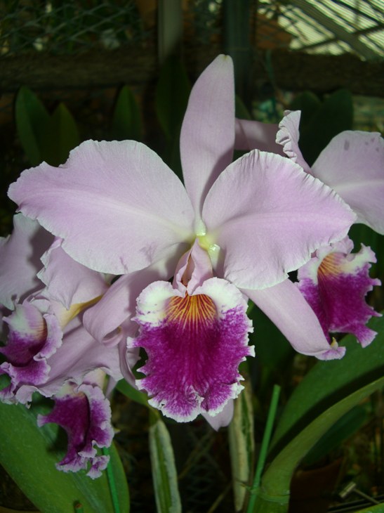 按此在新視窗瀏覽圖片