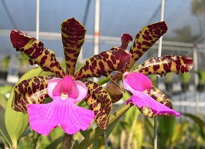 «ö¦¹¦b·sµøµ¡ÂsÄý¹Ï¤ù