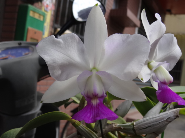 按此在新視窗瀏覽圖片