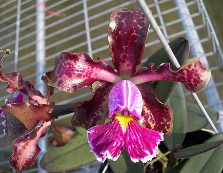 按此在新視窗瀏覽圖片