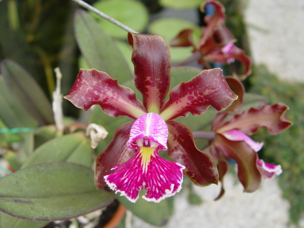 按此在新視窗瀏覽圖片