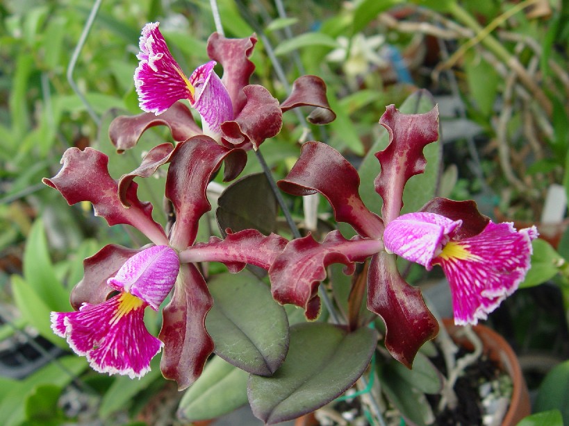 按此在新視窗瀏覽圖片