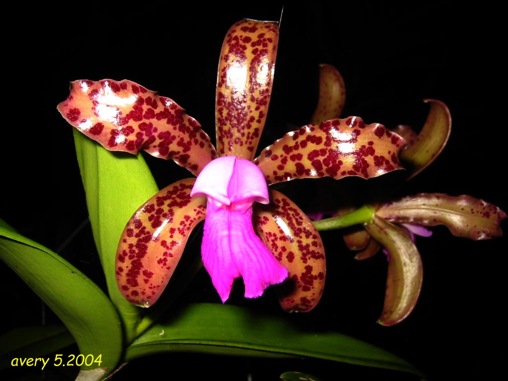 按此在新視窗瀏覽圖片