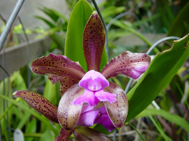 按此在新視窗瀏覽圖片