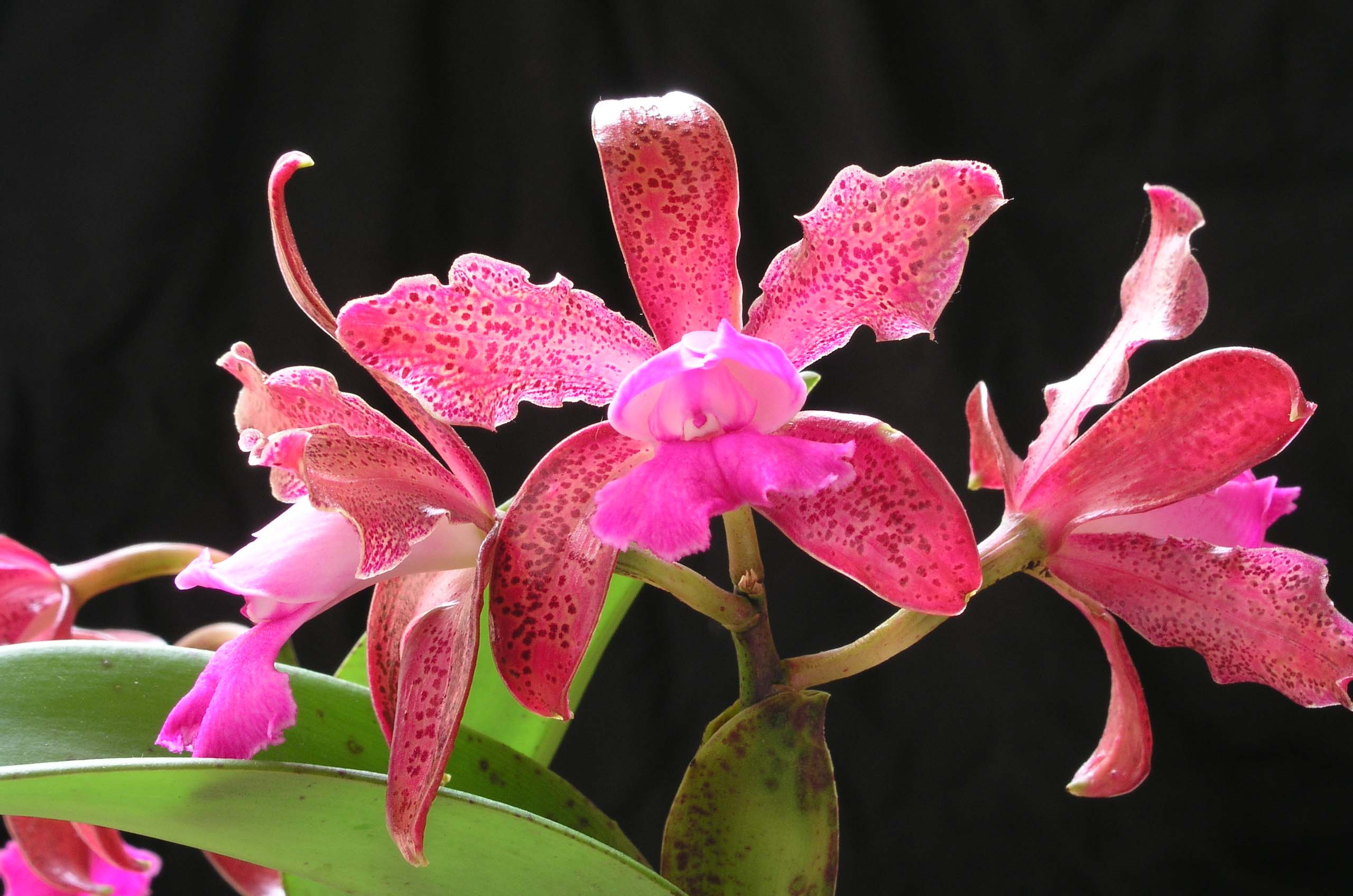 按此在新視窗瀏覽圖片