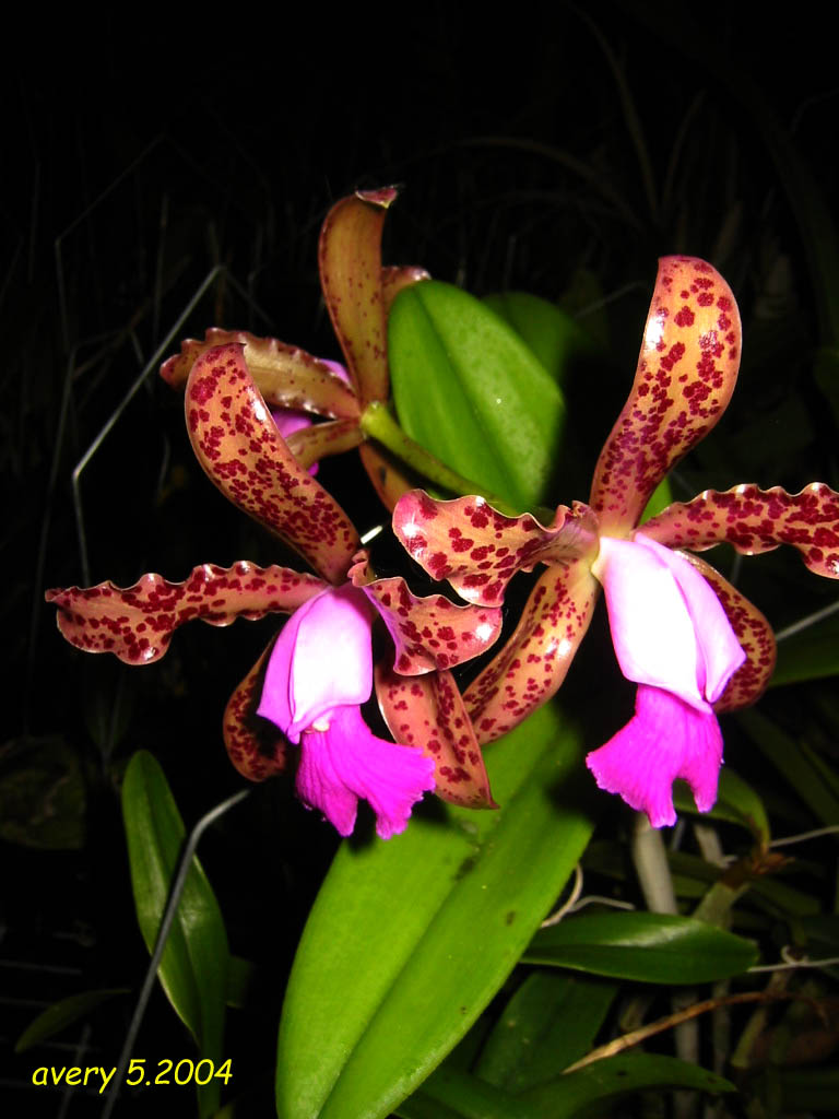 按此在新視窗瀏覽圖片