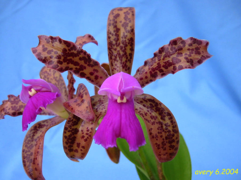 按此在新視窗瀏覽圖片