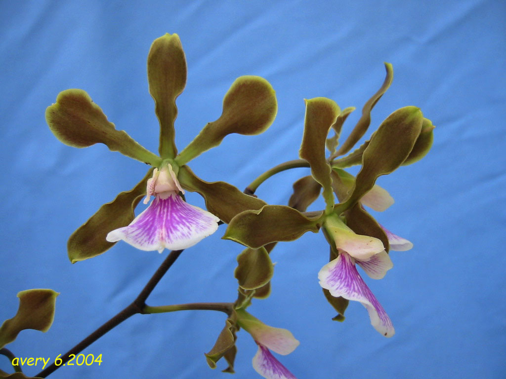 按此在新視窗瀏覽圖片