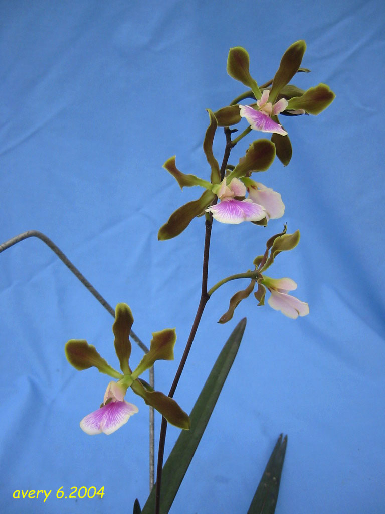 按此在新視窗瀏覽圖片