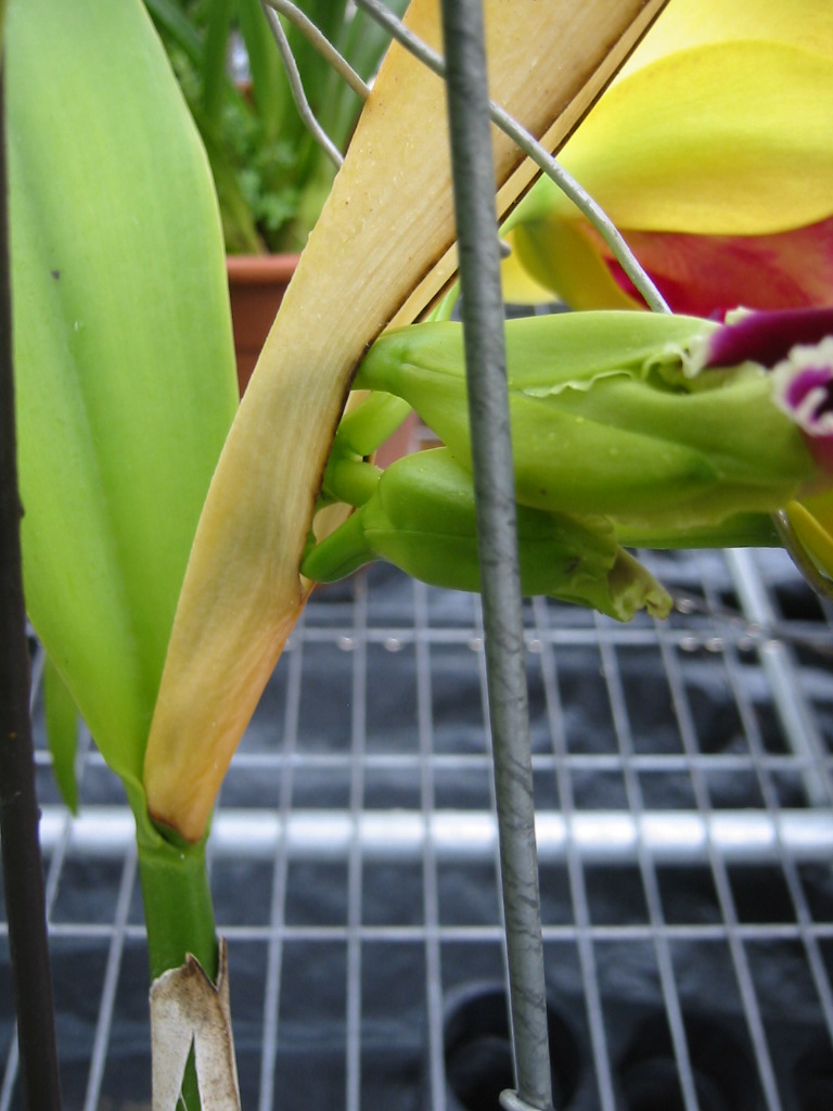 «ö¦¹¦b·sµøµ¡ÂsÄý¹Ï¤ù