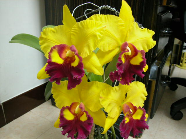 按此在新視窗瀏覽圖片