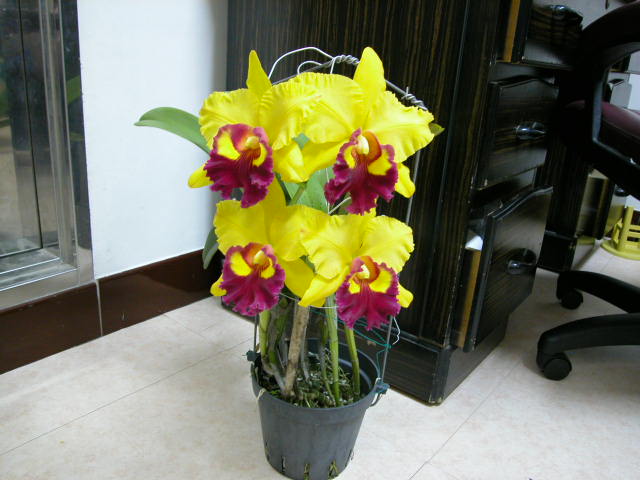 按此在新視窗瀏覽圖片