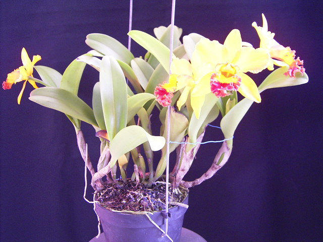 按此在新視窗瀏覽圖片