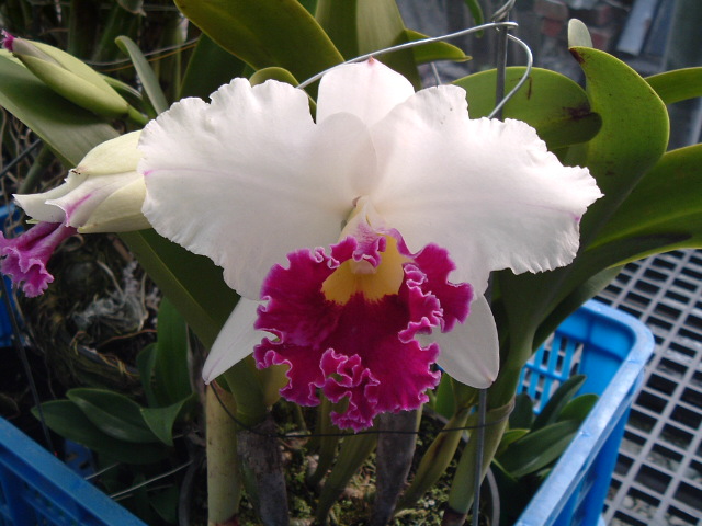 按此在新視窗瀏覽圖片