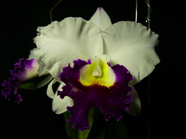 按此在新視窗瀏覽圖片